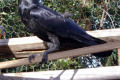 Crow-Corvus-VIC