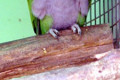 Derbyan-Parakeet-Psittacula-derbiana-Lord-Derbys-Parakeet