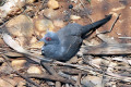 Diamond-Dove-1-Melbourne-Zoo