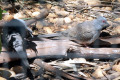 Diamond-Dove-2-Melbourne-Zoo