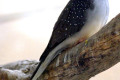 Diamond-Dove-Geopelia-cuneata-2-Kyabram-Fauna-Park-VIC