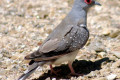 Diamond-Dove-Geopelia-cuneata-2-Wagga-Zoo-NSW