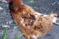 Domestic-Hen-Rhode-Island-Red-VIC