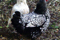 Domestic-Hens-Laced-Wyandottes-New-Norfolk-TAS