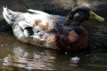 Domestic-duck-Wagga-Zoo-NSW