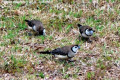 Double-Bar-Finches