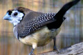 Double-barred-Finch-Taeniopygia-bichenovii-Black-rumped-form-Bichenos-Finch-Owl-Finch-Melb-Zoo-VIC