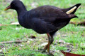 Dusky-Moorhen-Gallinula-tenebrosa-Young-Kyabram-Fauna-Park-VIC