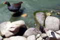 Dusky-Moorhen-and-chick-Melbourne-Zoo