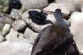 Dusky-Moorhen-and-chicks-Melbourne-Zoo