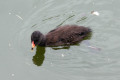 Dusky-Moorhen-chick-Melbourne-Zoo