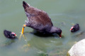 Dusky-Moorhen-with-chicks-Melbourne-Zoo