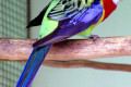 Eastern-Rosella-Platycercus-eximius-Male-1-Ballarat-Bird-World-VIC