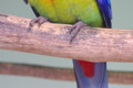 Eastern-Rosella-Platycercus-eximius-Male-2-Ballarat-Bird-World-VIC