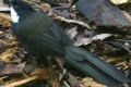 Eastern-Whipbird-Psophodes-olivaceus-Melb-Zoo-VIC