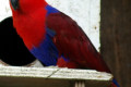 Eclectus-Parrot-Eclectus-roratus-Female-Natureworld-Bicheno-TAS