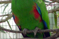 Eclectus-Parrot-Eclectus-roratus-Male-1-Melb-Zoo-VIC