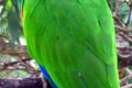 Eclectus-Parrot-Eclectus-roratus-Male-2-Melb-Zoo-VIC