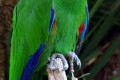 Eclectus-Parrot-Eclectus-roratus-Male-6-Natureworld-Bicheno-TAS