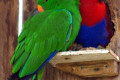 Eclectus-Parrot-Eclectus-roratus-breeding-pair-Natureworld-Bicheno-TAS