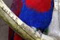 Eclectus-Parrot-Female-3-Melb-Zoo-VIC