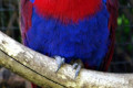 Eclectus-Parrot-Female-4-Melb-Zoo-VIC