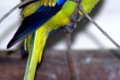 Elegant-Parrot-Grass-Parakeet-Ballarat-Bird-World-VIC