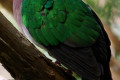 Emerald-Dove-Chalcophaps-indica-1-Melb-Zoo-VIC