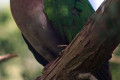 Emerald-Dove-Chalcophaps-indica-2-Melb-Zoo-VIC