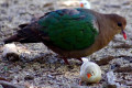 Emerald-Dove-Chalcophaps-indica-3-Wagga-Zoo-NSW