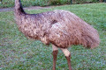 Emu-Australia-Zoo-QLD