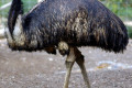 Emu-Dromaius-novaehollandiae-Melb-Zoo-VIC