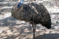 Emu-Wagga-Zoo-NSW