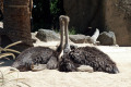 Emus-1-Melbourne-Zoo