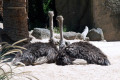 Emus-2-Melbourne-Zoo