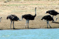 Emus-Lake-Cairn-Curran-VIC