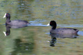 Eurasian-Coot-Fulica-atra-1-Dubbo-NSW