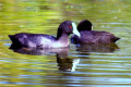 Eurasian-Coot-Fulica-atra-2-Dubbo-NSW