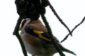 European-Goldfinch-Carduelis-carduelis-1-Port-Fairy-VIC