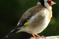 European-Goldfinch-Carduelis-carduelis-2-Arthur-River-TAS