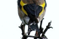 European-Goldfinch-Carduelis-carduelis-2-Port-Fairy-VIC