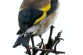 European-Goldfinch-Carduelis-carduelis-3-Port-Fairy-VIC