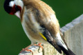 European-Goldfinch-Carduelis-carduelis-8-Arthur-River-TAS