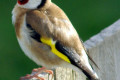 European-Goldfinch-Carduelis-carduelis-9-Arthur-River-TAS