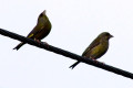 European-Greenfinch-Male-on-left-1-Mt-Gambier-SA