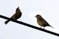 European-Greenfinch-Male-on-left-2-Mt-Gambier-SA