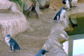 Fairy-Penguins-1-Sea-World-Gold-Coast-QLD-retry