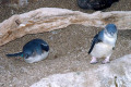 Fairy-Penguins-2-Sea-World-Gold-Coast-QLD