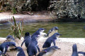 Fairy-Penguins-3-Melbourne-Zoo-VIC