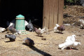 Fan-tailed-Pigeons-Wagga-Zoo-NSW